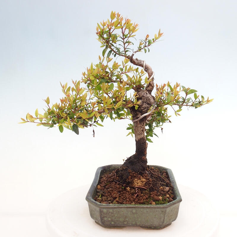 Bonsaï de chambre - Myrtus communis - Myrte