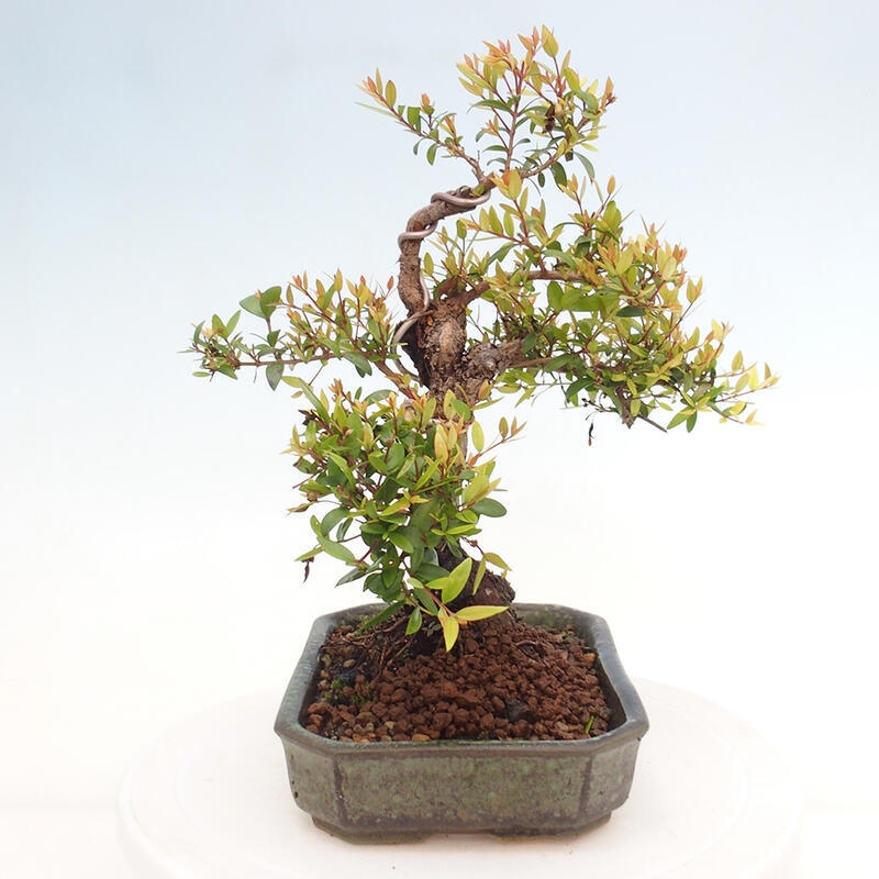 Bonsaï de chambre - Myrtus communis - Myrte