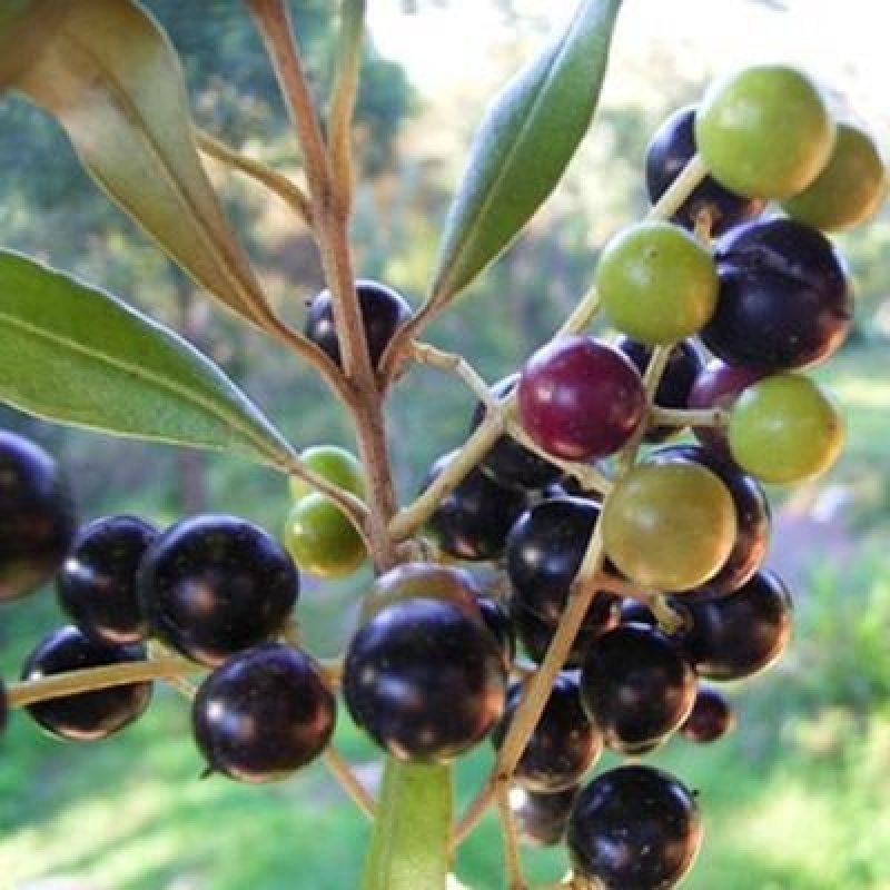 Bonsaï d'intérieur - Olea europaea sylvestris