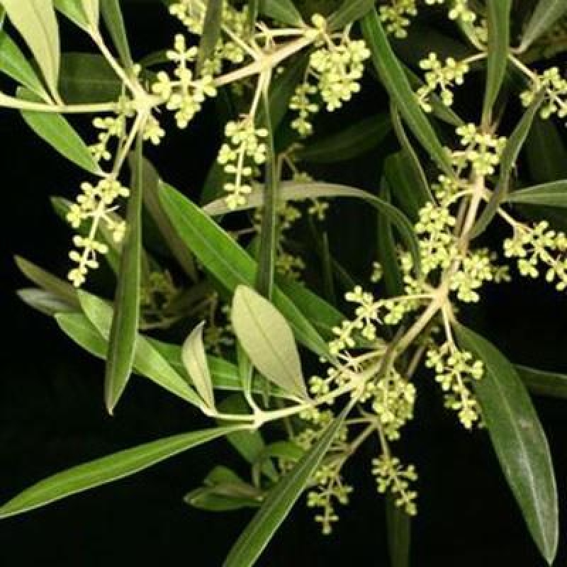 Bonsaï d'intérieur - Olea europaea sylvestris