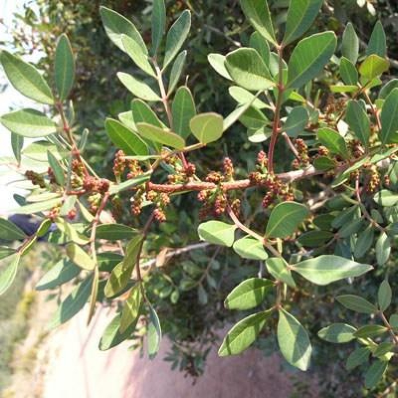 Bonsaï d'intérieur - Pistacia lentiscus - Pistachier