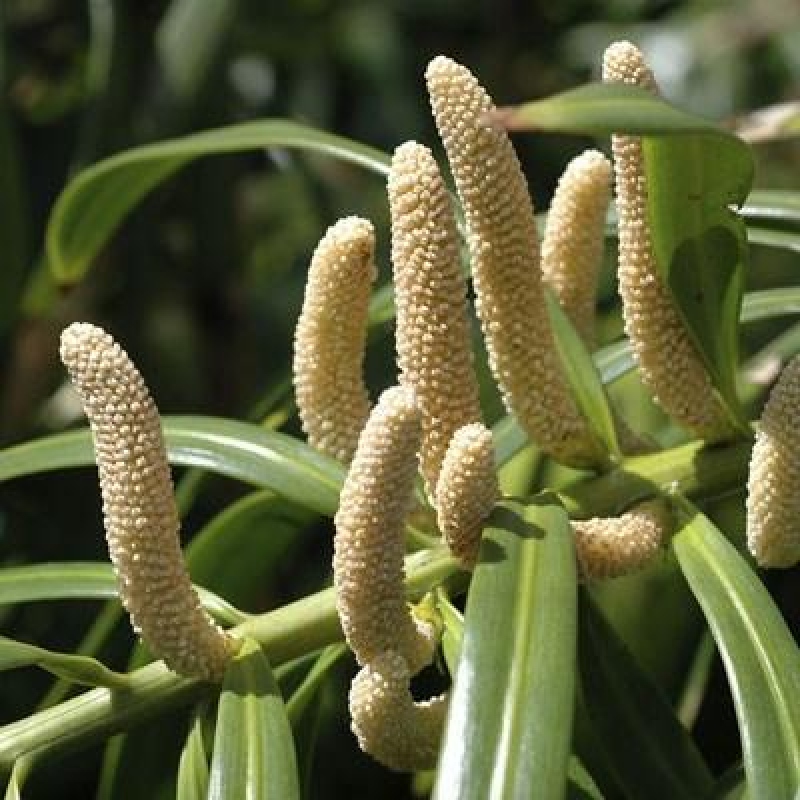 Salle bonsaï - Podocarpus - If en pierre