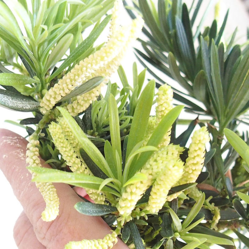 Salle bonsaï - Podocarpus - If en pierre