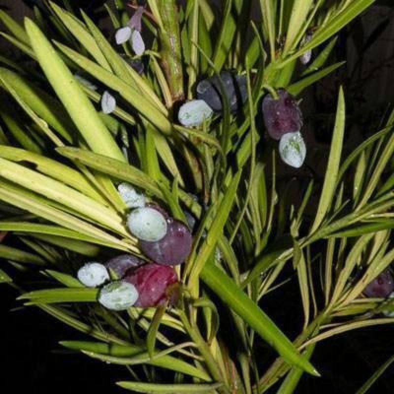 Salle bonsaï - Podocarpus - If en pierre