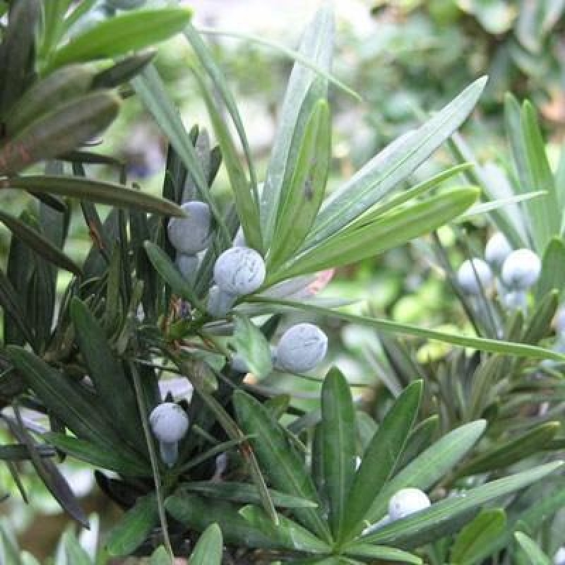 Salle bonsaï - Podocarpus - If en pierre