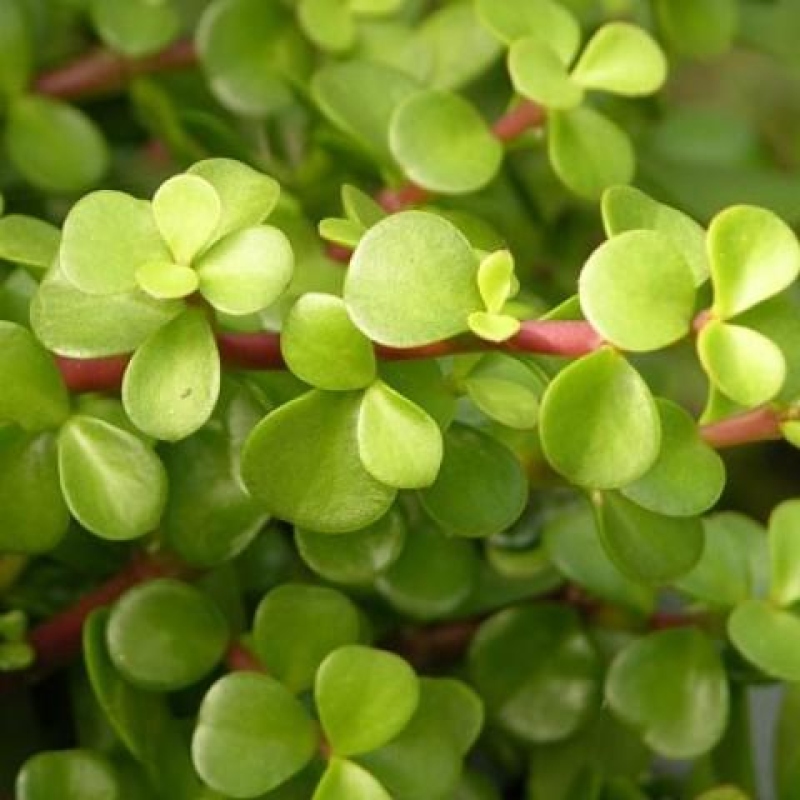 Bonsaï de chambre - Portulakaria Afra - Tlustice