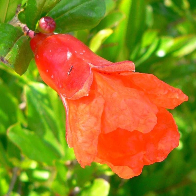 Bonsaï de chambre-PUNICA granatum nana-Pomme grenat