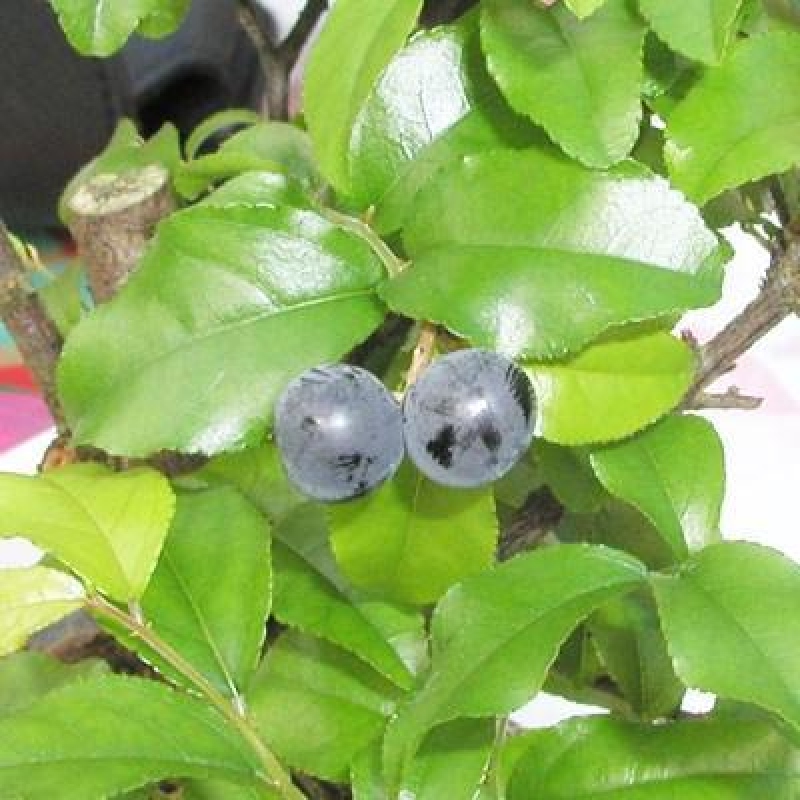 Bonsaï de chambre - Sageretia thea - Sageretia thea