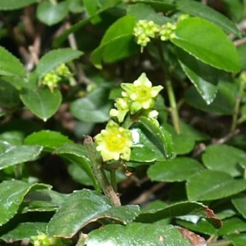 Bonsaï de chambre - Sageretia thea - Sageretia thea