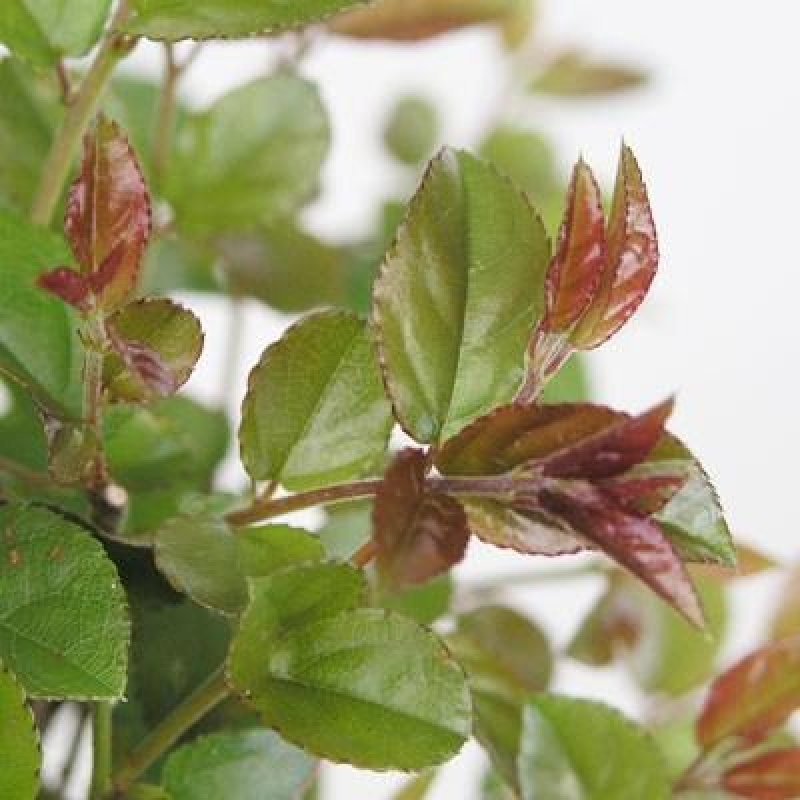 Bonsaï de chambre - Sageretia thea - Sageretia thea