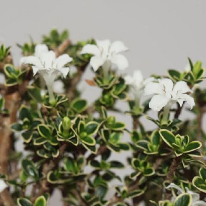Salle bonsaï - Serissa foetida Variegata - Arbre aux mille étoiles