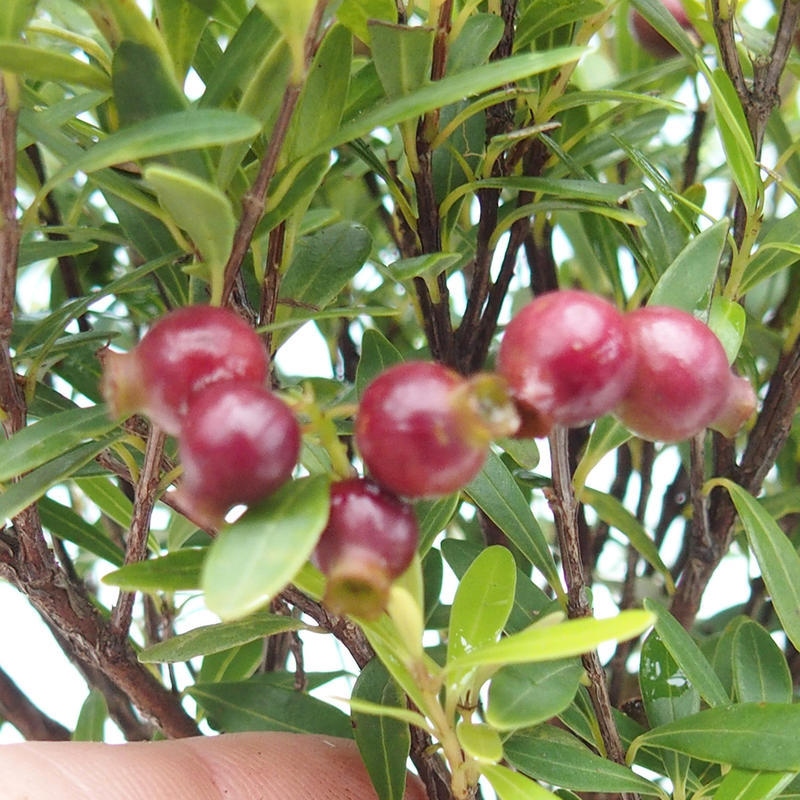 Bonsaï de chambre - Syzygium - Pimento