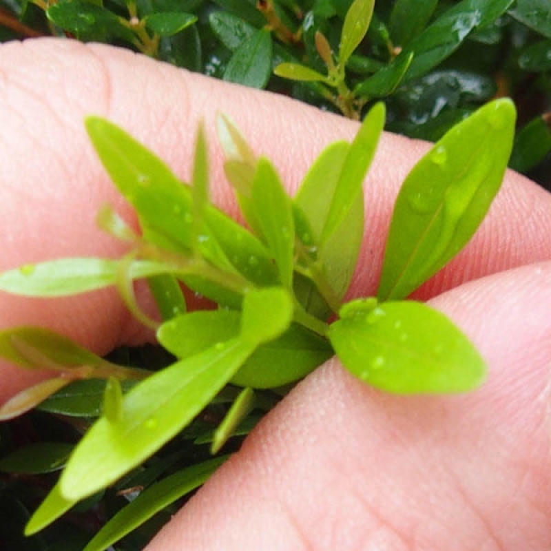 Bonsaï de chambre - Syzygium - Pimento