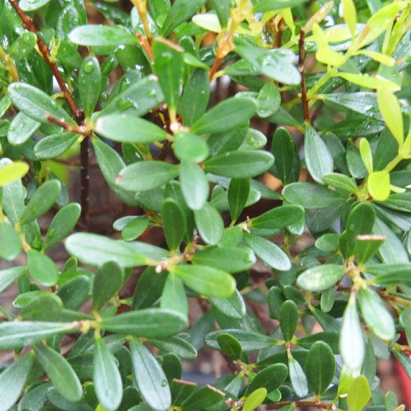 Bonsaï de chambre - Syzygium - Pimento