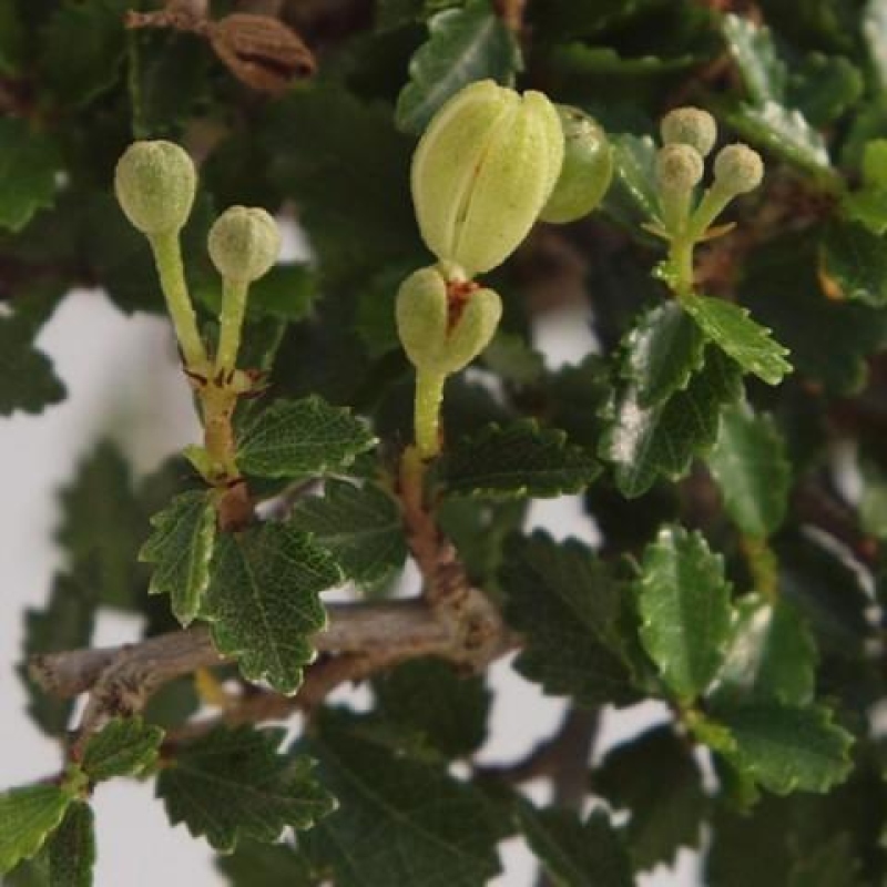 Bonsaï de chambre - Ulmus parvifolia - Orme à petites feuilles