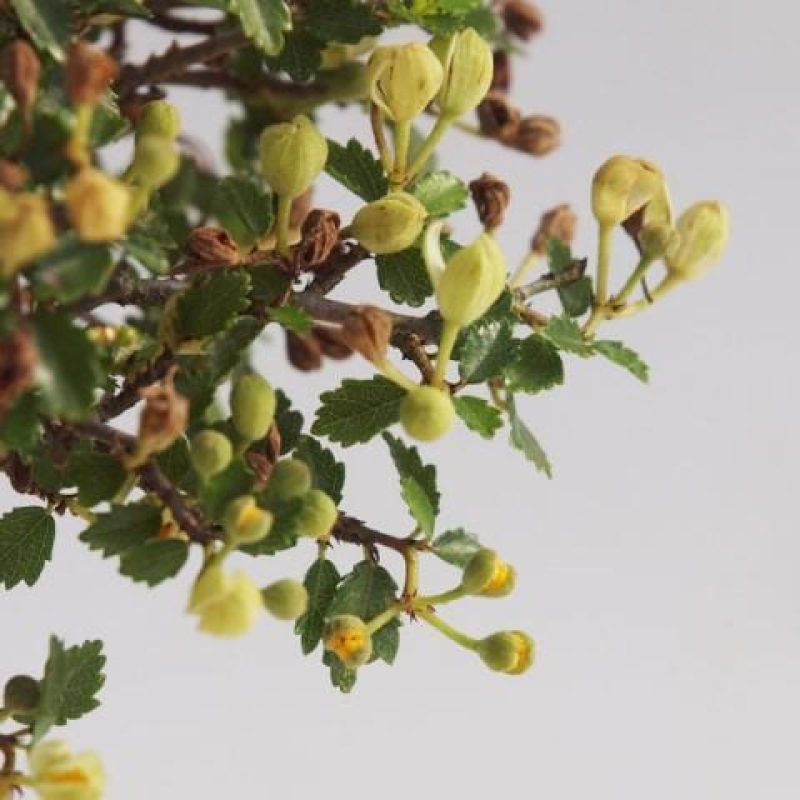 Bonsaï de chambre - Ulmus parvifolia - Orme à petites feuilles