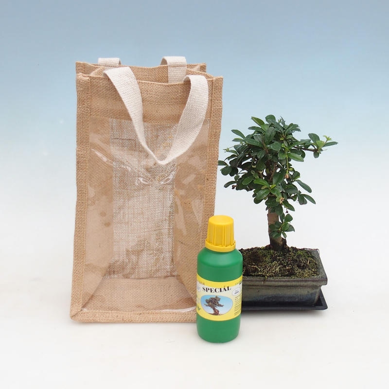 Bonsaï de chambre dans un sac cadeau - JUTA Carmona-tea fuki