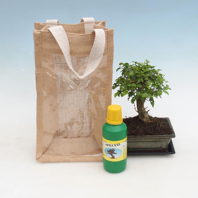 Bonsaï d'intérieur dans un sac cadeau - JUTA  Ligustrum - Ligustrum chinensis