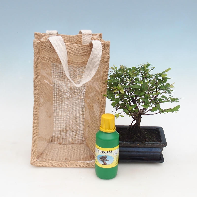Bonsaï de chambre dans un sac cadeau - JUTA Sageretia thea
