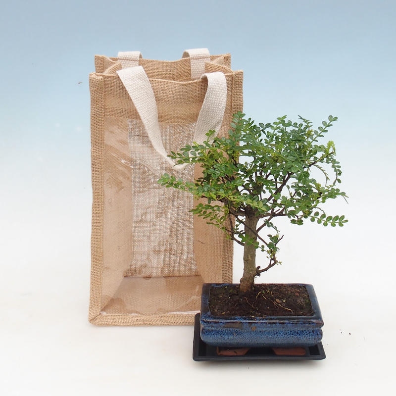 Bonsaï d'intérieur dans un sac cadeau - JUTA Zantoxylum piperitum - Poivrier 