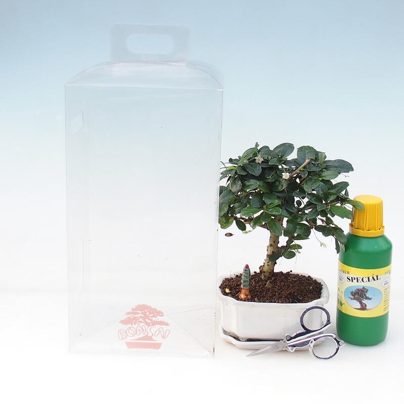 Bonsaï de chambre en boîte cadeau - Tea-fuki - Carmona microphylla