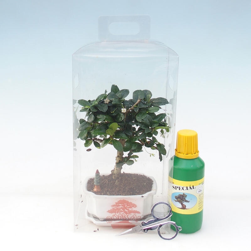 Bonsaï de chambre en boîte cadeau - Tea-fuki - Carmona microphylla