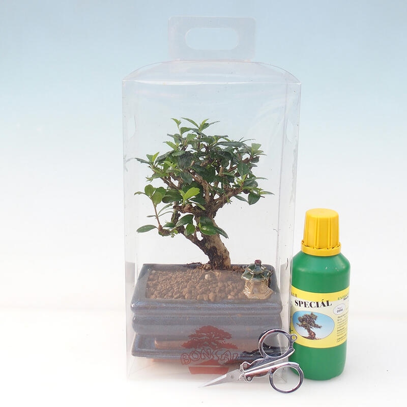 Bonsaï de chambre en boîte cadeau - Tea-fuki - Carmona microphylla