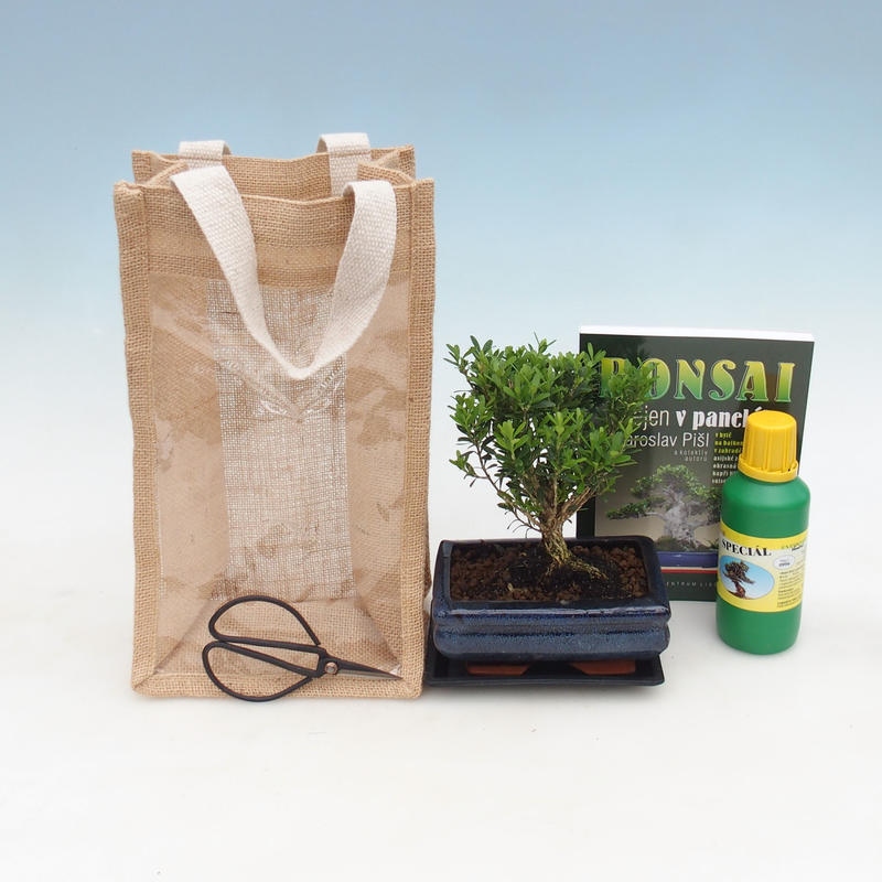 Bonsaï d'intérieur dans un sac cadeau - JUTA Buxus harlandii-Cork buxus