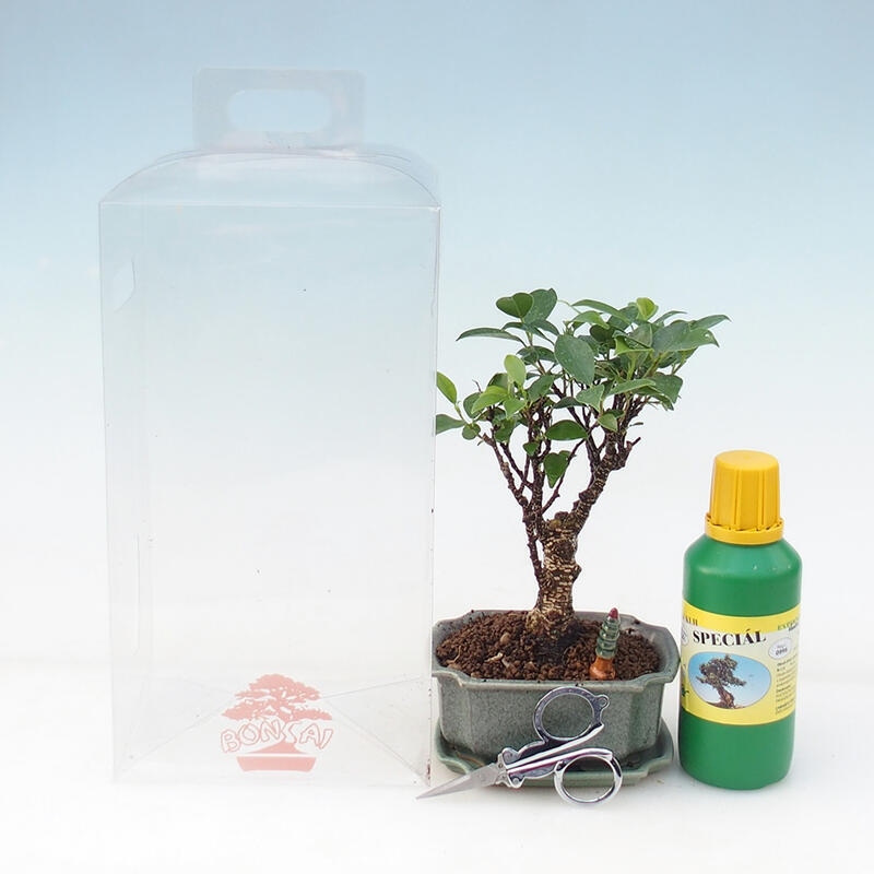 Bonsaï de chambre en boîte cadeau - Ficus retusa