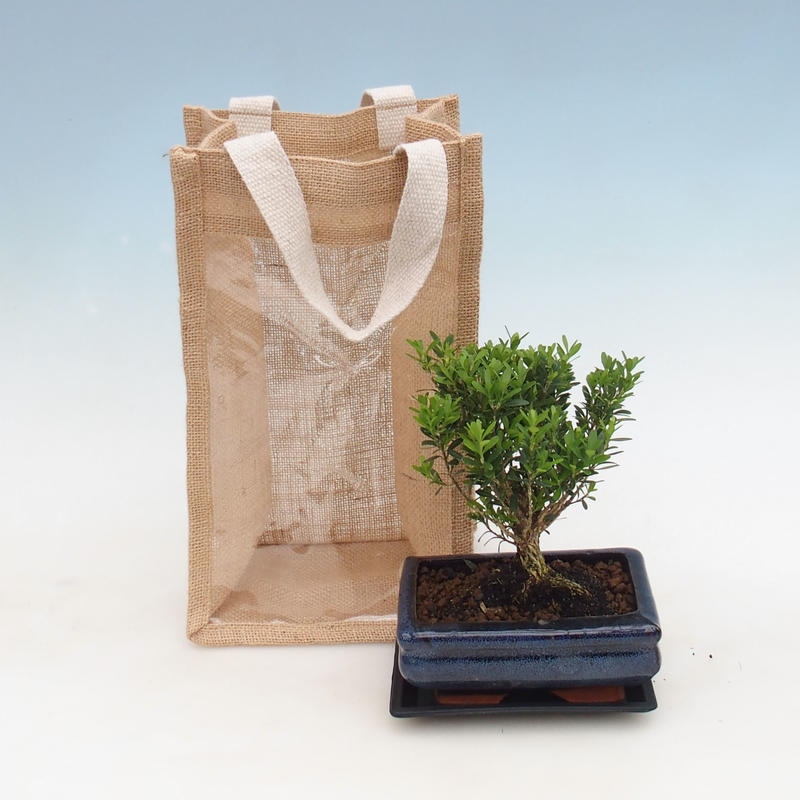 Bonsaï d'intérieur dans un sac cadeau - JUTA Buxus harlandii-Cork buxus