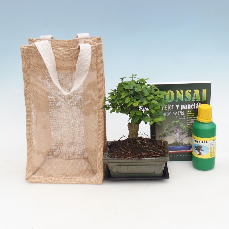 Bonsaï d'intérieur dans un sac cadeau - JUTA  Trois-叶 - Ligustrum chinensis