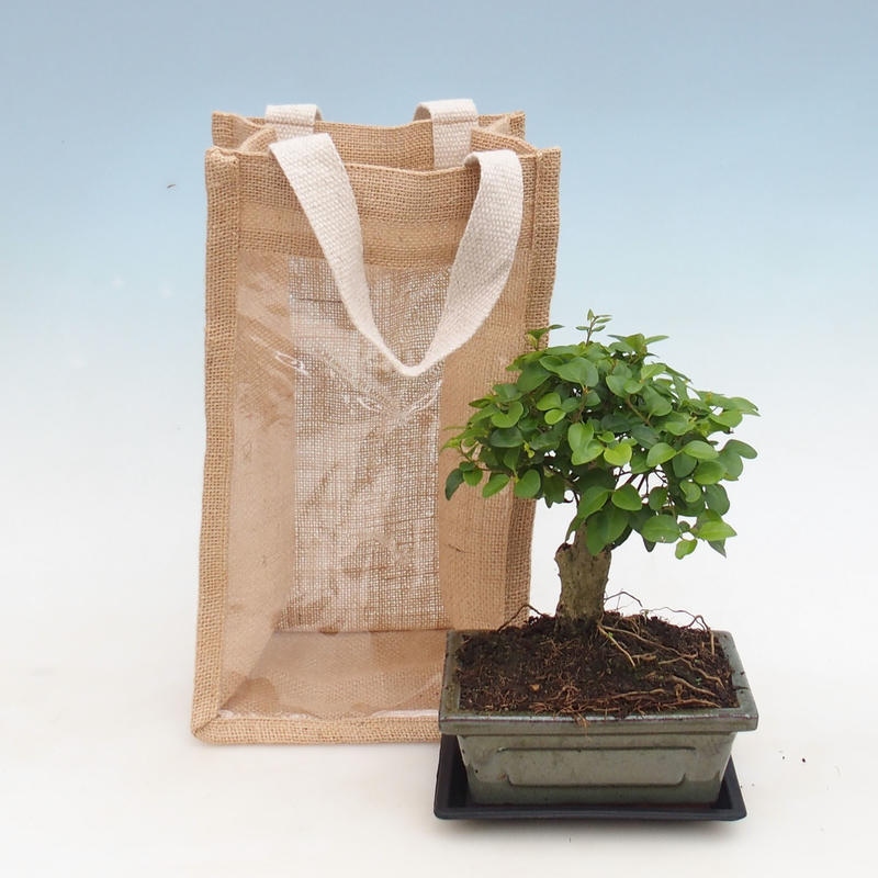 Bonsaï d'intérieur dans un sac cadeau - JUTA  Tilleul d'Inde - Ligustrum chinensis
