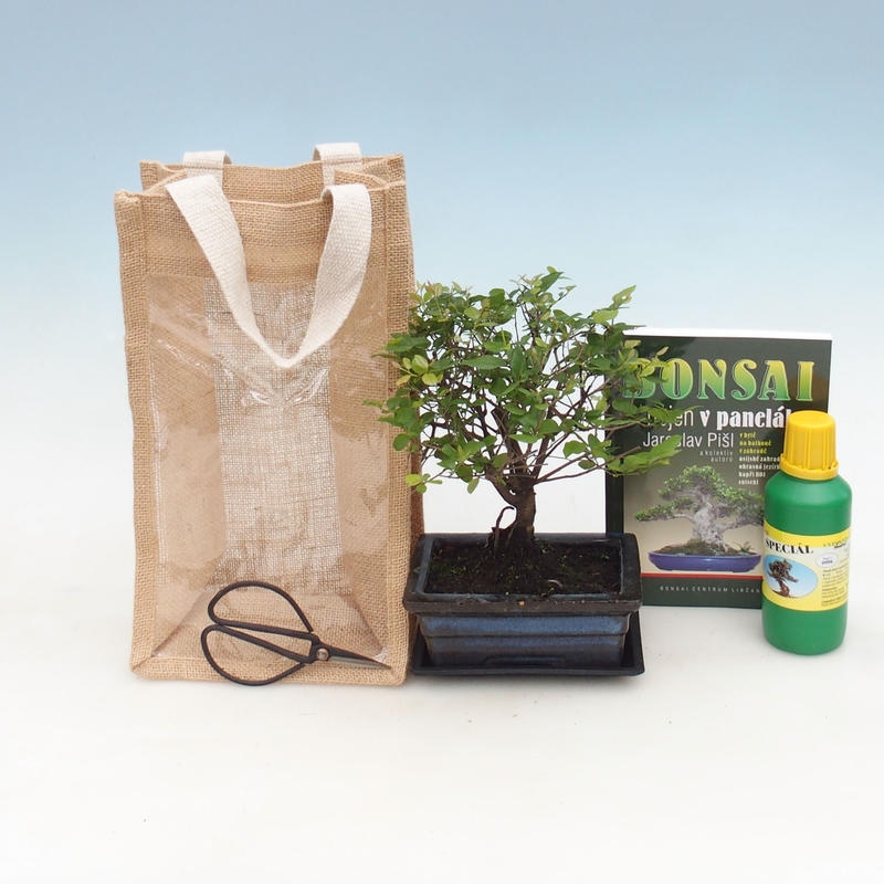 Bonsaï de chambre dans un sac cadeau - JUTA Sageretia thea