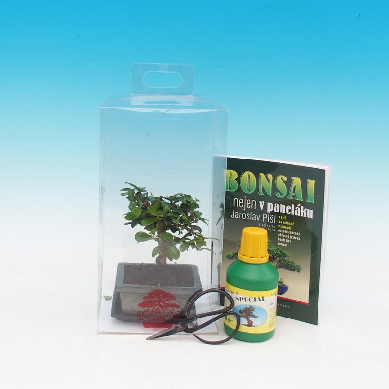 Bonsaï de chambre en boîte cadeau Carmona microphylla - Tea fuki