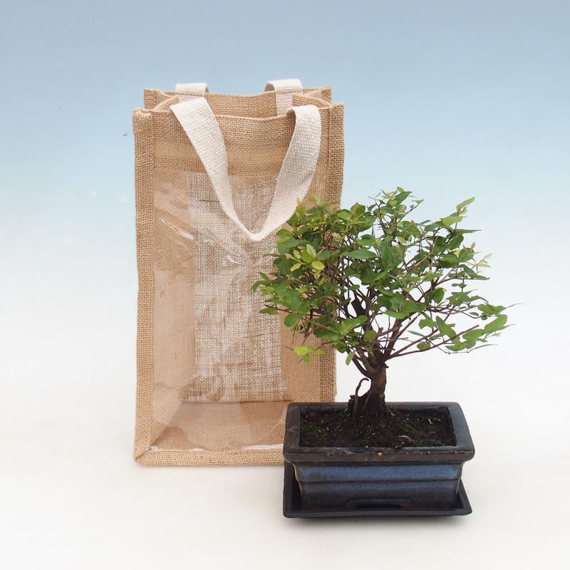 Bonsaï de chambre dans un sac cadeau - JUTA Sageretia thea