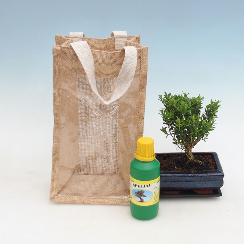 Bonsaï d'intérieur dans un sac cadeau - JUTA Buxus harlandii-Cork buxus
