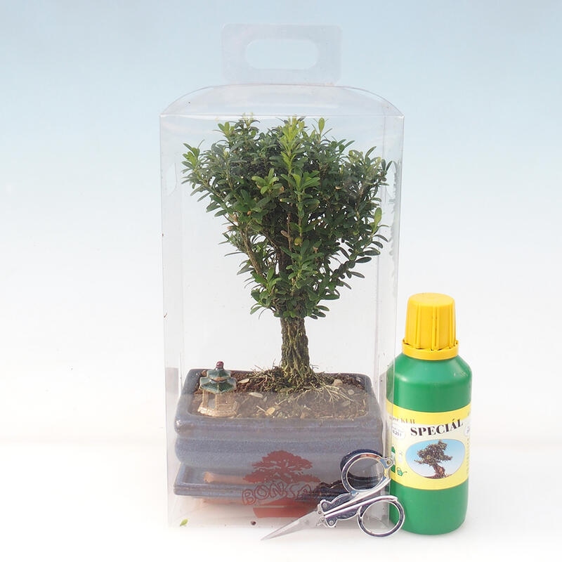 Bonsaï de chambre en boîte cadeau - Buxus liège - Buxus harlandii