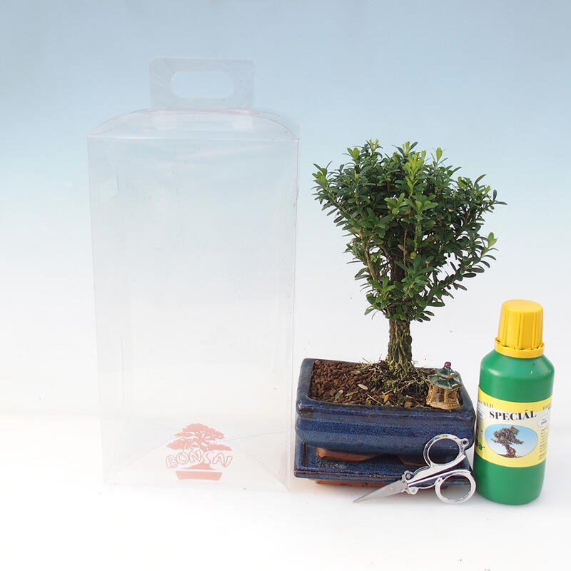 Bonsaï de chambre en boîte cadeau - Buxus liège - Buxus harlandii