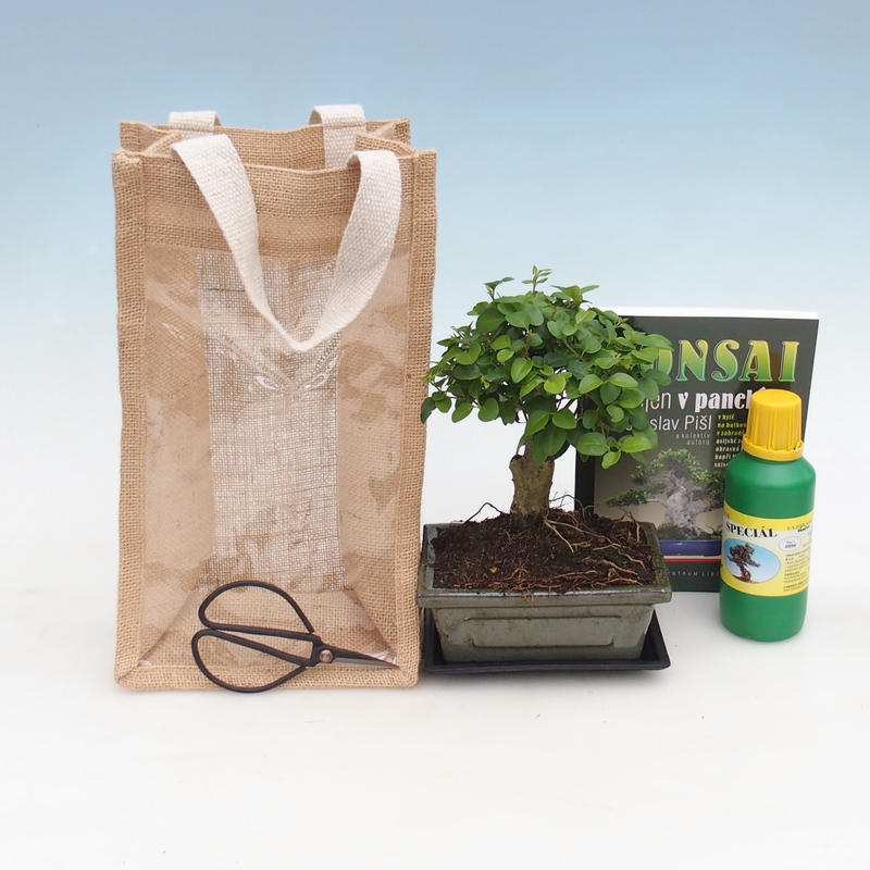 Bonsaï d'intérieur dans un sac cadeau - JUTA  Ligustre - Ligustrum chinensis