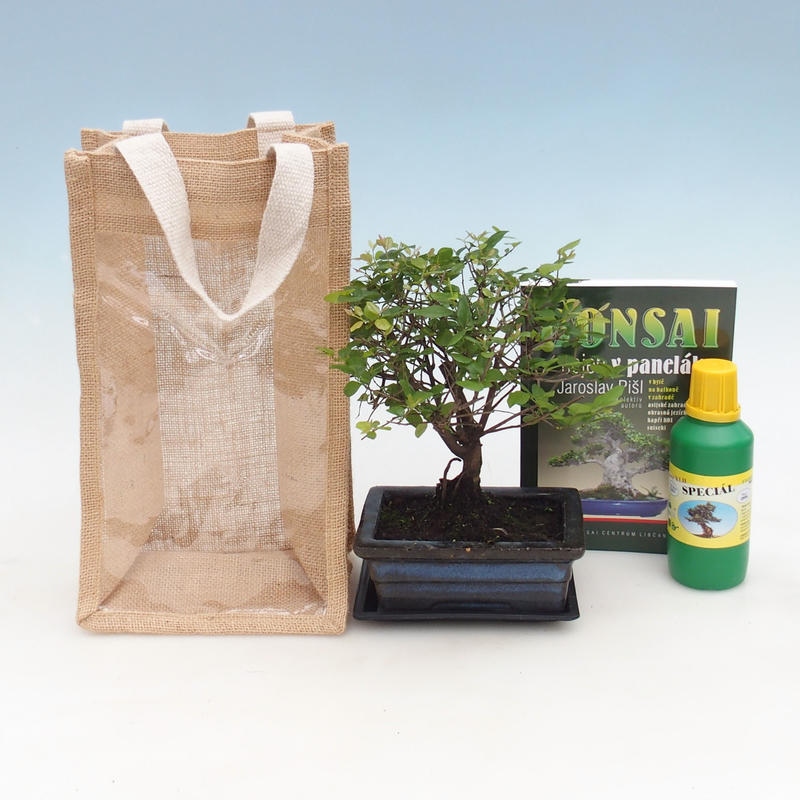 Bonsaï de chambre dans un sac cadeau - JUTA Sageretia thea