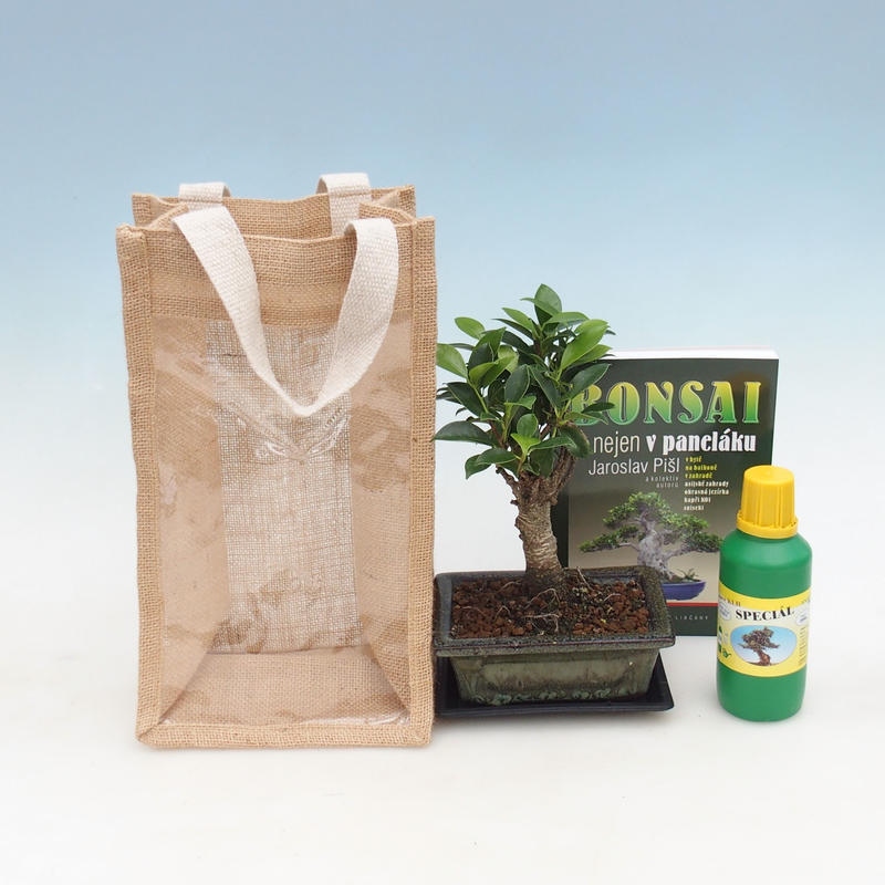 Bonsaï de chambre dans un sac cadeau - JUTA Ficus retusa