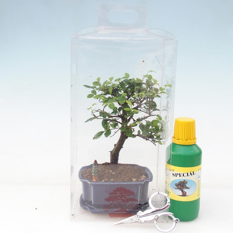 Bonsaï de chambre en boîte cadeau - Orme de chambre - Ulmus parvifolia