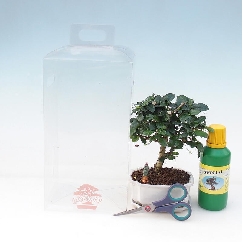 Bonsaï d'intérieur en boîte cadeau pour garçon - Tea-fuki - Carmona microphylla