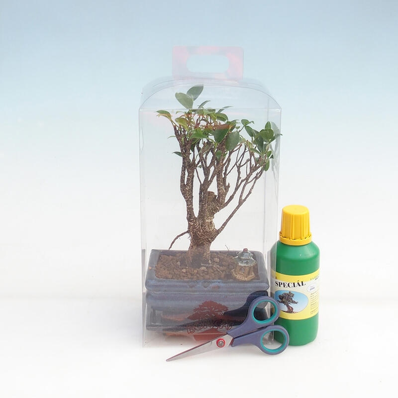 Bonsaï d'intérieur en boîte cadeau pour garçons - Ficus retusa