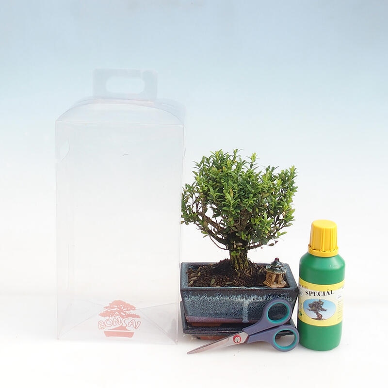 Bonsaï d'intérieur en boîte cadeau pour garçon - Buxus liège - Buxus harlandii