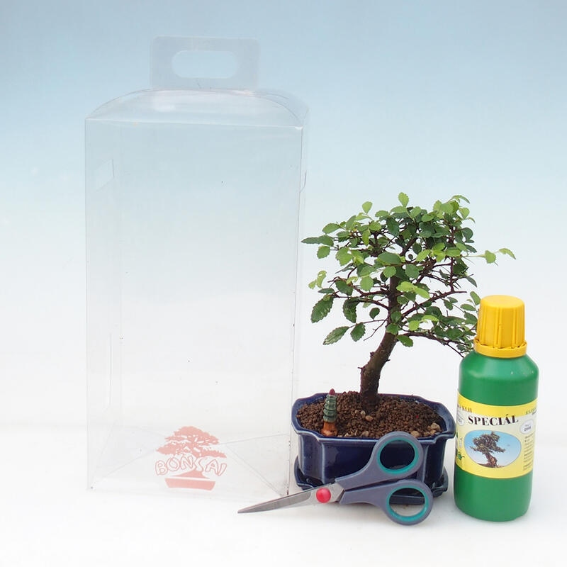 Bonsaï de chambre en boîte cadeau pour garçon - Orme de chambre - Ulmus parvifolia