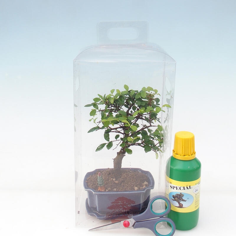 Bonsaï de chambre en boîte cadeau pour garçon - Orme de chambre - Ulmus parvifolia
