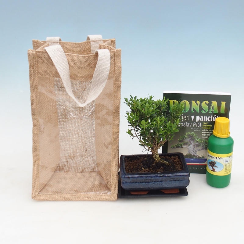 Bonsaï d'intérieur dans un sac cadeau - JUTA Buxus harlandii-Cork buxus