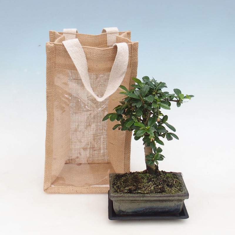 Bonsaï de chambre dans un sac cadeau - JUTA Carmona-tea fuki