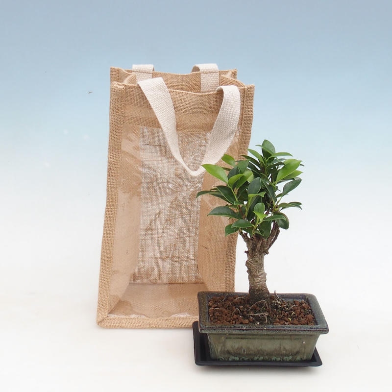 Bonsaï de chambre dans un sac cadeau - JUTA Ficus retusa